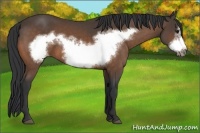 Horse Color:Buckskin Frame 