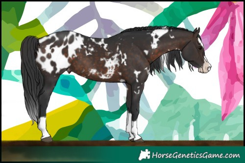 Horse Color:White Spotted Brown Splash Appaloosa 