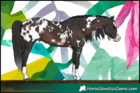 Horse Color:White Spotted Brown Splash Appaloosa 