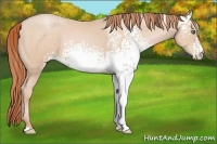 Horse Color:White Spotted Buckskin Pearl 