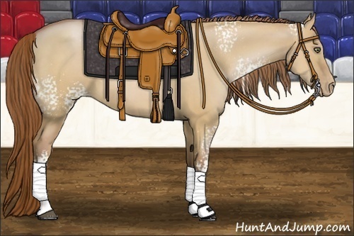 Horse Color:White Spotted Bay Pearl Dun 