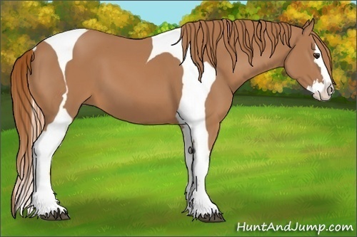 Horse Color:Chestnut Splash Tobiano