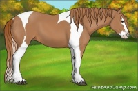Horse Color:Chestnut Splash Tobiano