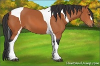 Horse Color:Bay Tobiano 