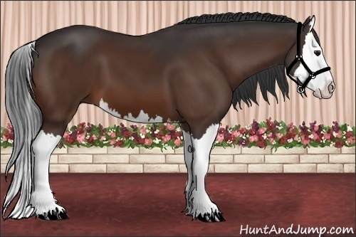 Horse Color:Bay Splash 