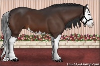 Horse Color:Bay Splash 