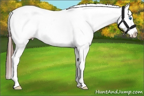 Horse Color:Brown Frame Blanket Rabicano 