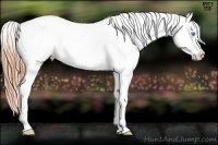 Horse Color:Buckskin Pearl Blanket 