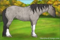Horse Color:Smoky Grullo Roan 