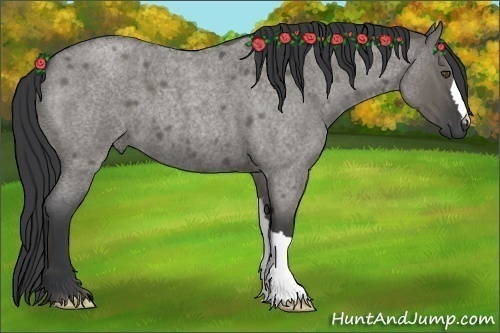 Horse Color:Grullo Roan 