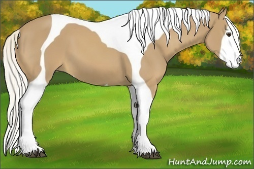 Horse Color:Palomino Tobiano 