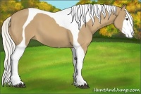 Horse Color:Palomino Tobiano 