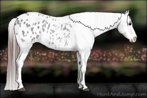 Horse Color:Grullo Roan Splash Appaloosa 