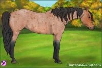 Horse Color:Bay Roan 
