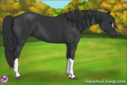 Horse Color:Black 