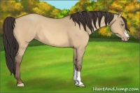 Horse Color:Amber Champagne Dun 