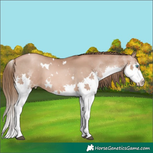 Horse Color:White Spotted Liver Chestnut Pearl Splash 