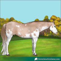 Horse Color:White Spotted Liver Chestnut Pearl Splash 