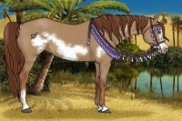 Horse Color:Red Dun Sabino Frame