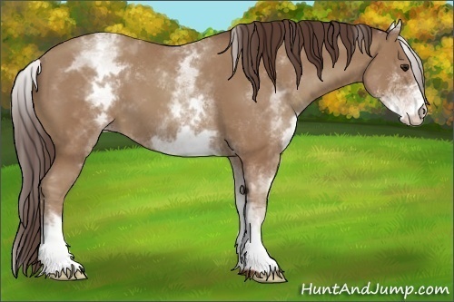Horse Color:White Spotted Classic Champagne 