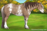 Horse Color:White Spotted Classic Champagne 