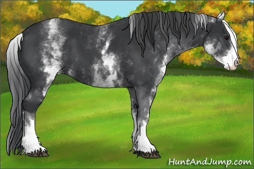Horse Color:White Spotted Black 