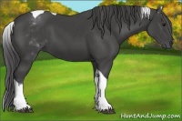 Horse Color:White Spotted Smoky Black Tobiano 