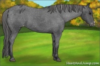 Horse Color:Black Appaloosa 