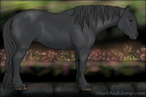 Horse Color:Black 