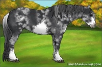 Horse Color:White Spotted Black Sabino Frame 