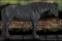 Horse Color:Black 