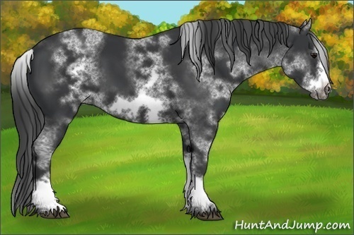 Horse Color:White Spotted Black Sabino Frame