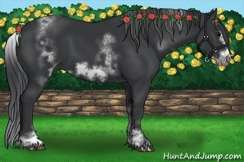 Horse Color:White Spotted Black Sabino Frame