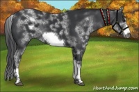 Horse Color:White Spotted Black Sabino Frame