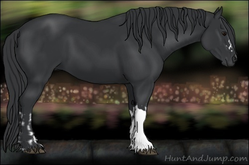 Horse Color:Black and Black