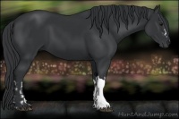Horse Color:Black and Black