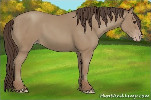 Horse Color:Classic Champagne 