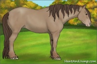 Horse Color:Classic Champagne 