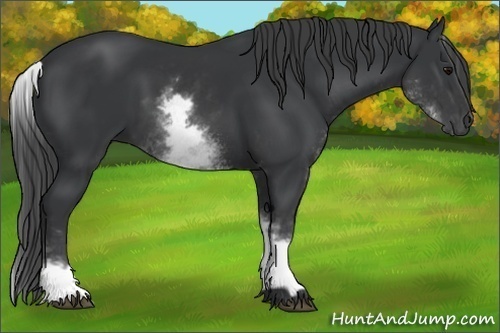 Horse Color:White Spotted Black