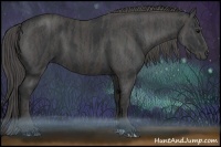 Horse Color:Black  Brindle