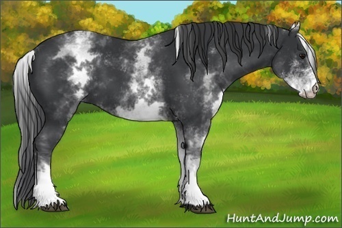 Horse Color:White Spotted Black 