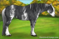 Horse Color:White Spotted Black