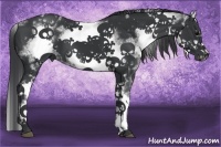 Horse Color:White Spotted Black Sabino Frame 