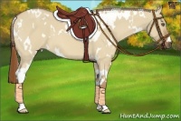Horse Color:White Spotted Red Dun