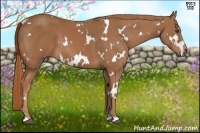 Horse Color:White Spotted Chestnut