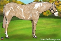 Horse Color:White Spotted Palomino Ice Splash Frame 