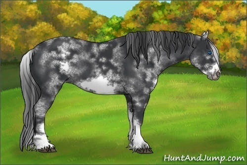 Horse Color:White Spotted Black Sabino Frame