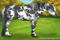 Horse Color:White Spotted Black Sabino Frame 
