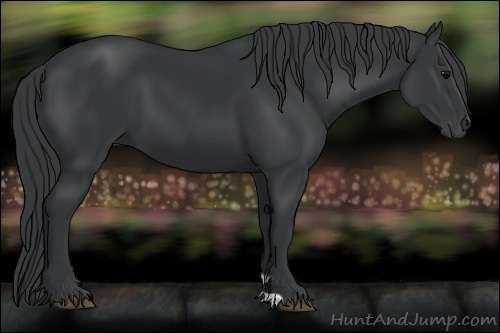 Horse Color:Black 