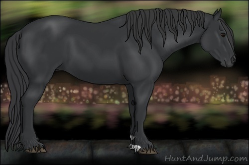 Horse Color:Black 